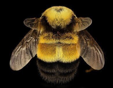 科学家在石楠中发现“蜜蜂医学”
