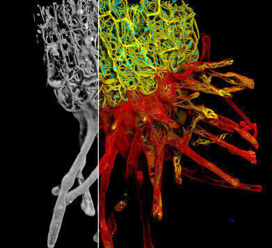 New Platform Provides a New Dimension of Information to Confocal Imaging