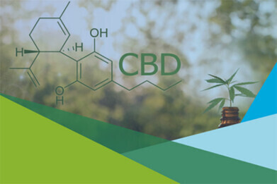 专家分析CBD的大麻类产品和药用大麻